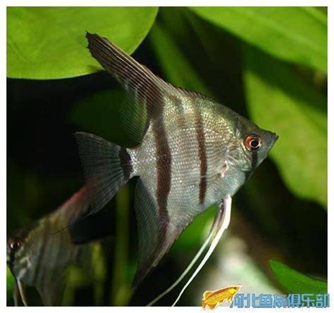 神仙魚品種|六種淡水水族箱常見神仙魚｜特徵及飼養指